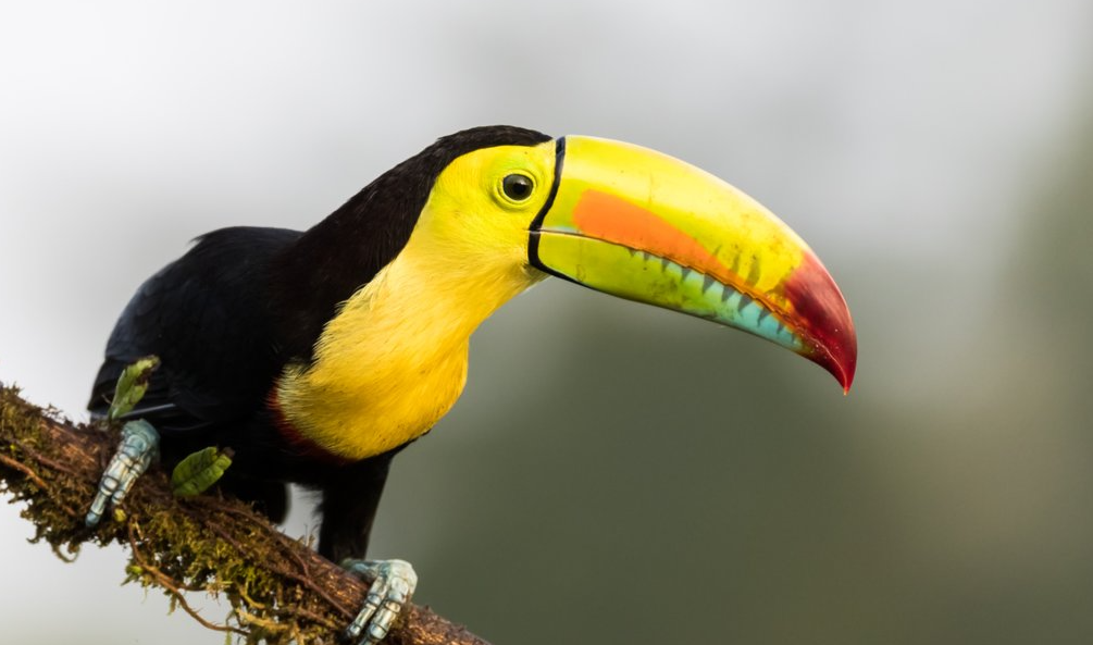 Osa Wildlife Sanctuary, Osa Peninsula, Costa Rica